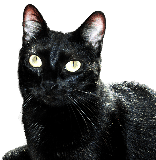 Chat noir min