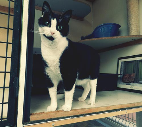 chatterie pension