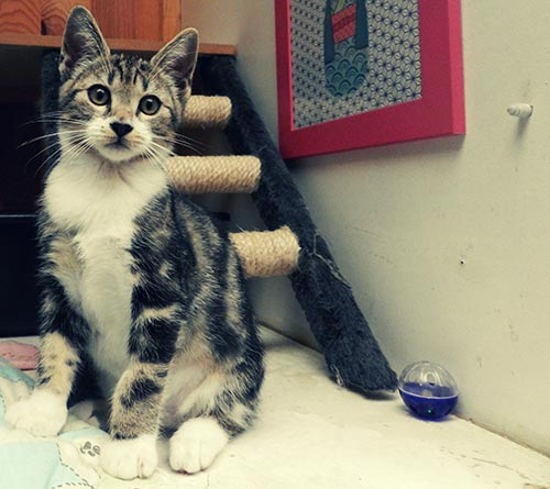 hébergement chat
