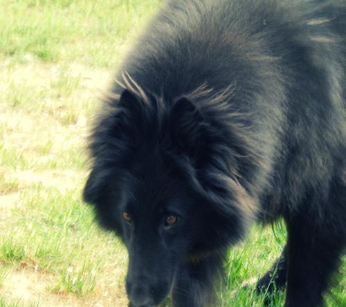 pension canine