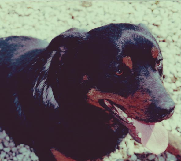 promenade chien