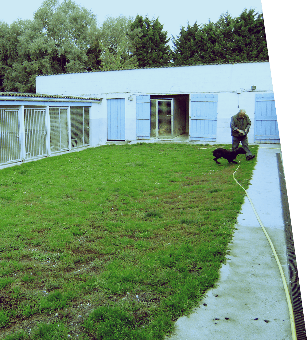 Box pour chien de la pension