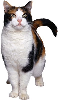 chat tricolore