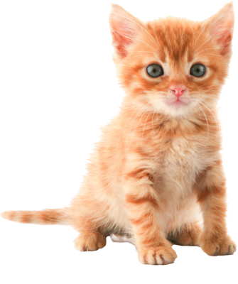 chaton