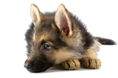 chiot