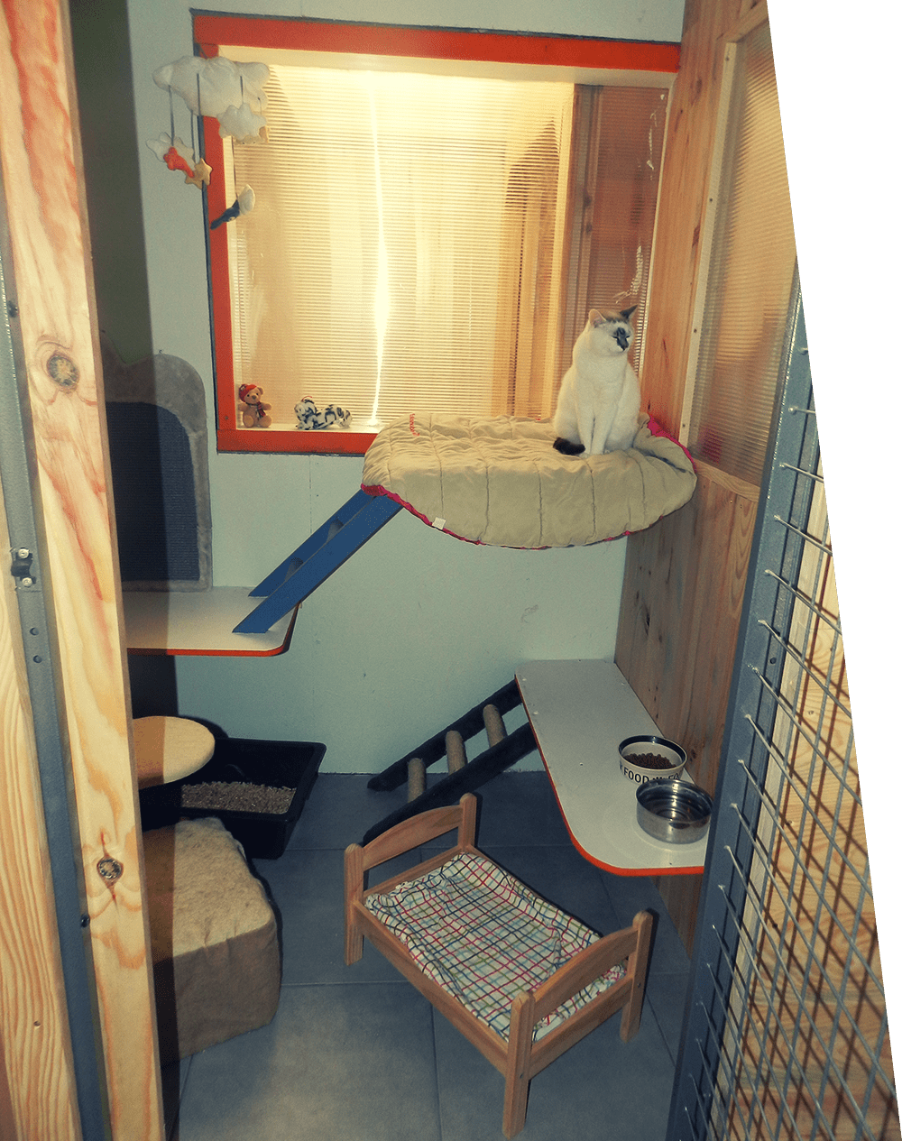 Conditions de vie du chat