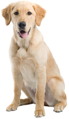labrador