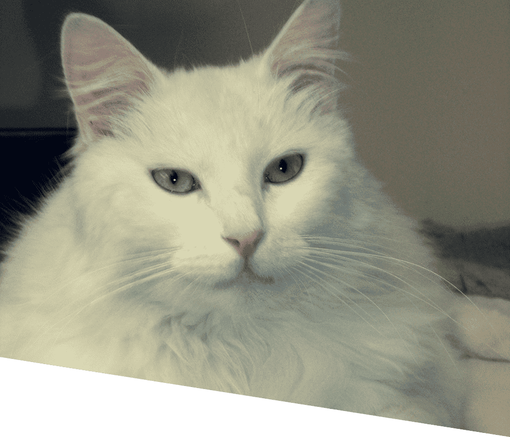 Garde de chat blanc