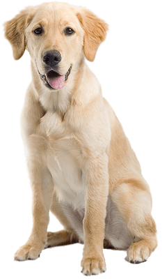 Labrador