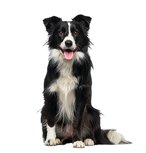 Chien assis