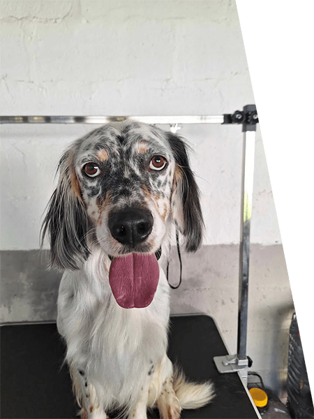 Chien content du toilettage